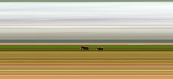 Africa: AMBOSELI #126, 2014 Amboseli