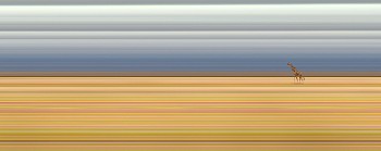 Africa: AMBOSELI #147, 2014 Amboseli